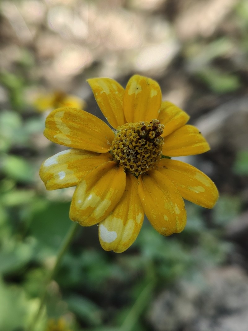 Heliopsis anomala photo 4