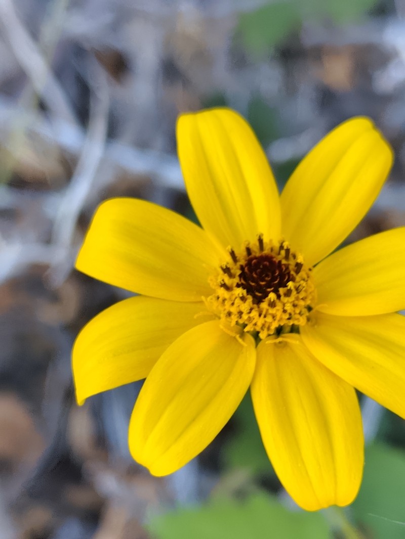 Heliopsis anomala photo 5