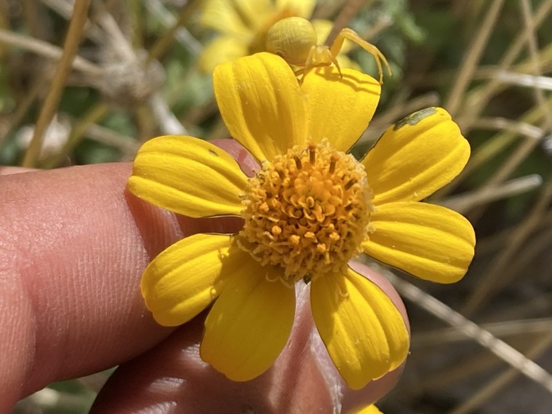 Heliopsis anomala photo 6