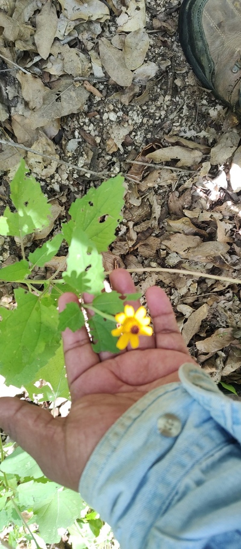 Heliopsis anomala photo 7