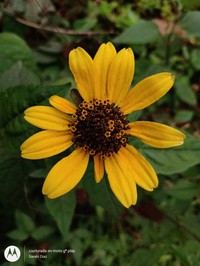 Oppositeleaf Spotflower