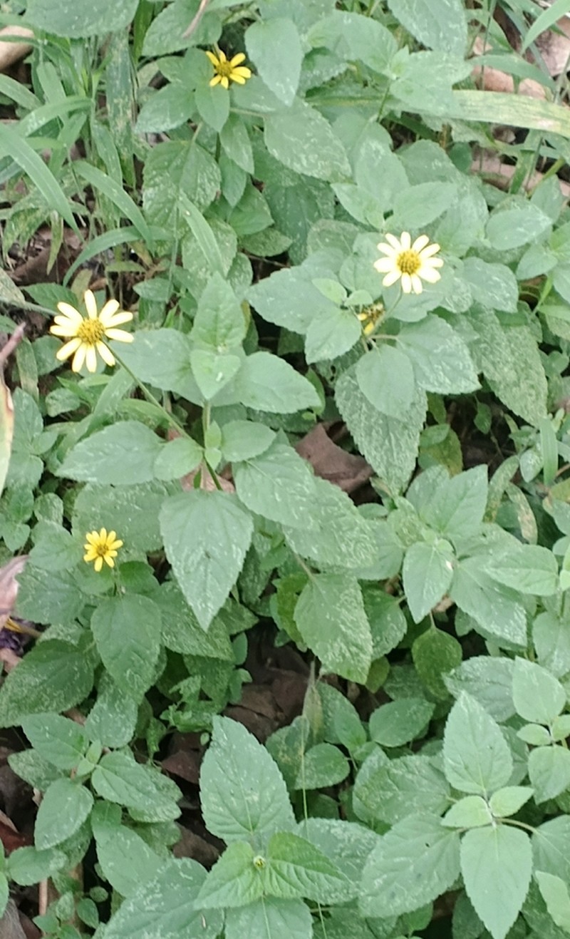 Oppositeleaf Spotflower photo 2