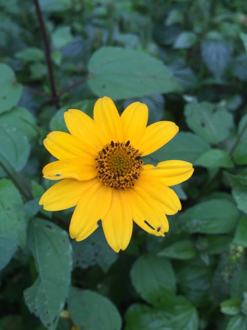 Oppositeleaf Spotflower photo 4