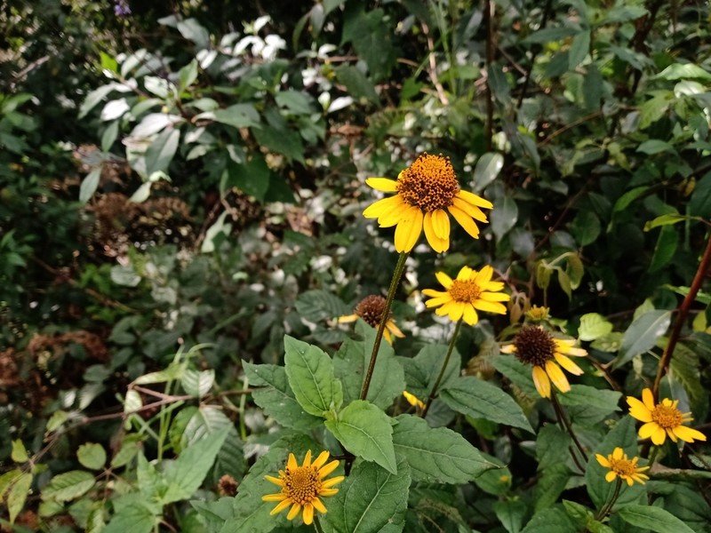 Oppositeleaf Spotflower photo 5