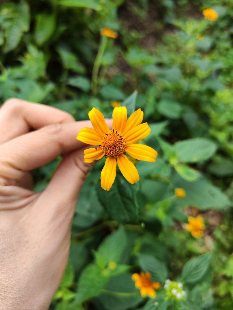Oppositeleaf Spotflower photo 6