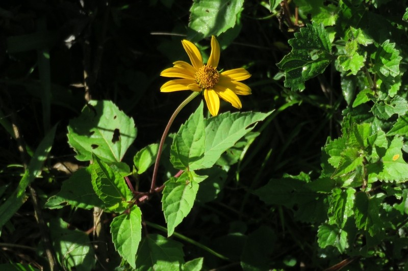 Oppositeleaf Spotflower photo 7