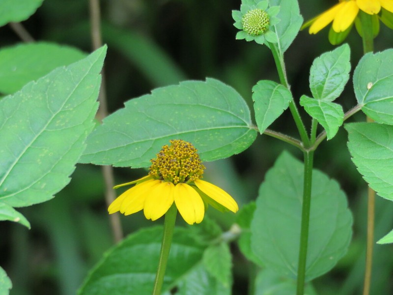 Oppositeleaf Spotflower photo 8