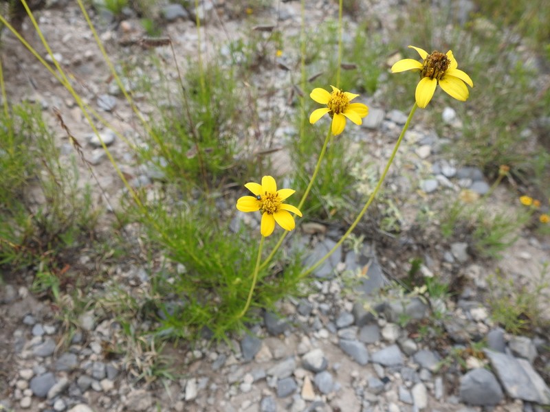 Heliopsis filifolia