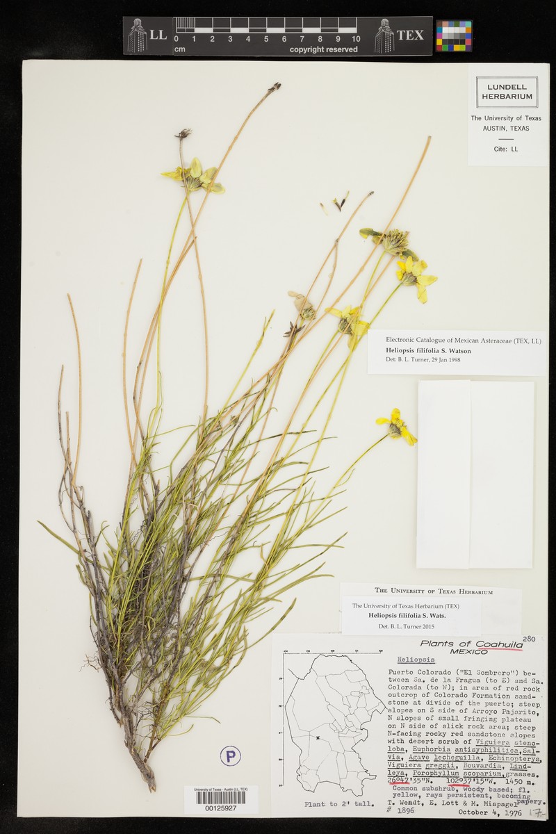 Heliopsis filifolia photo 2