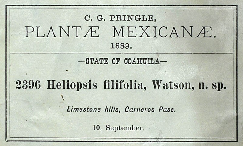 Heliopsis filifolia photo 4