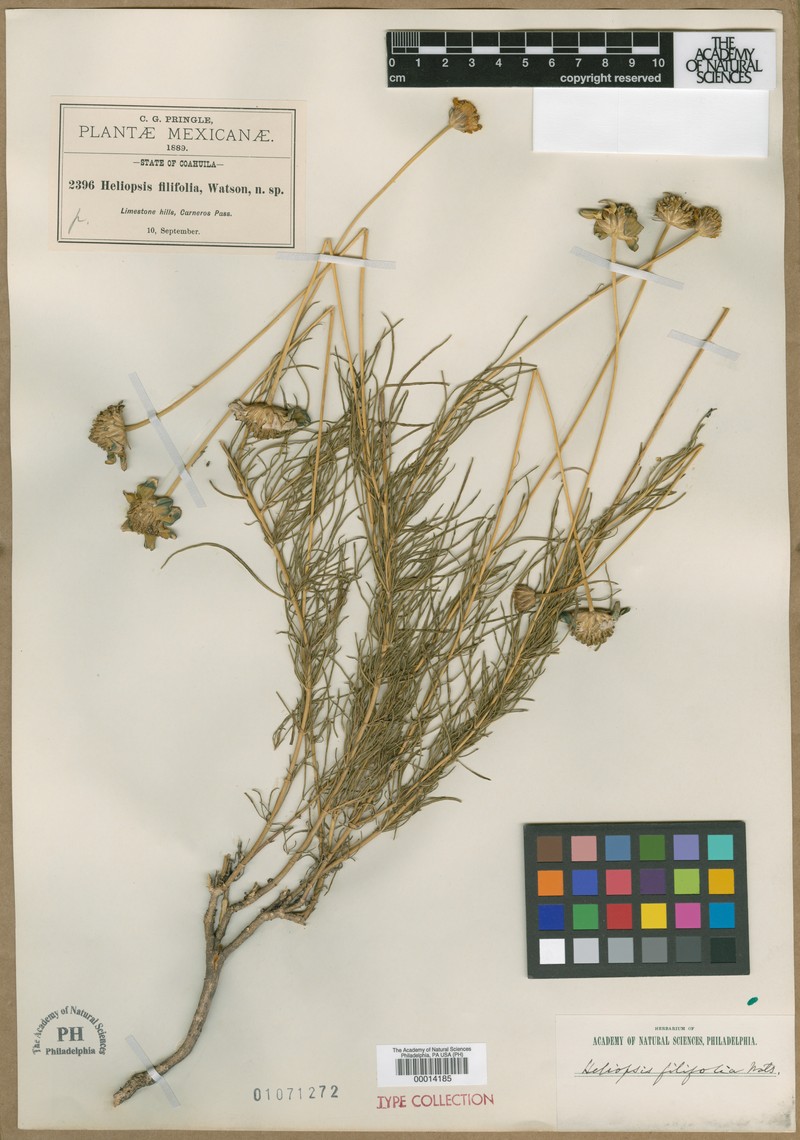 Heliopsis filifolia photo 5
