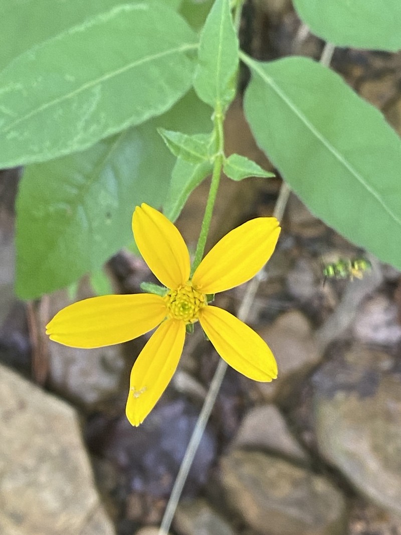 Heliopsis gracilis