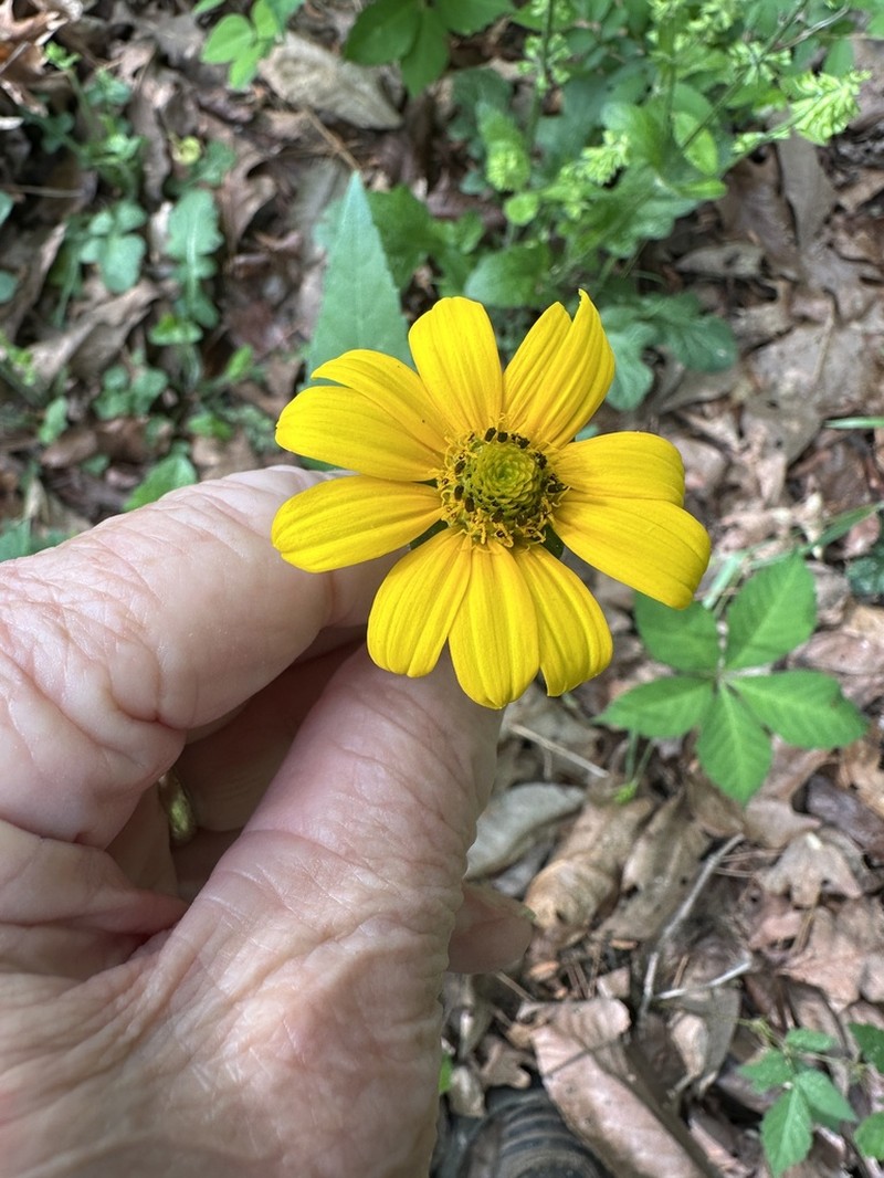 Heliopsis gracilis photo 2