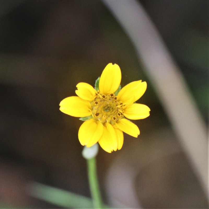 Heliopsis gracilis photo 3