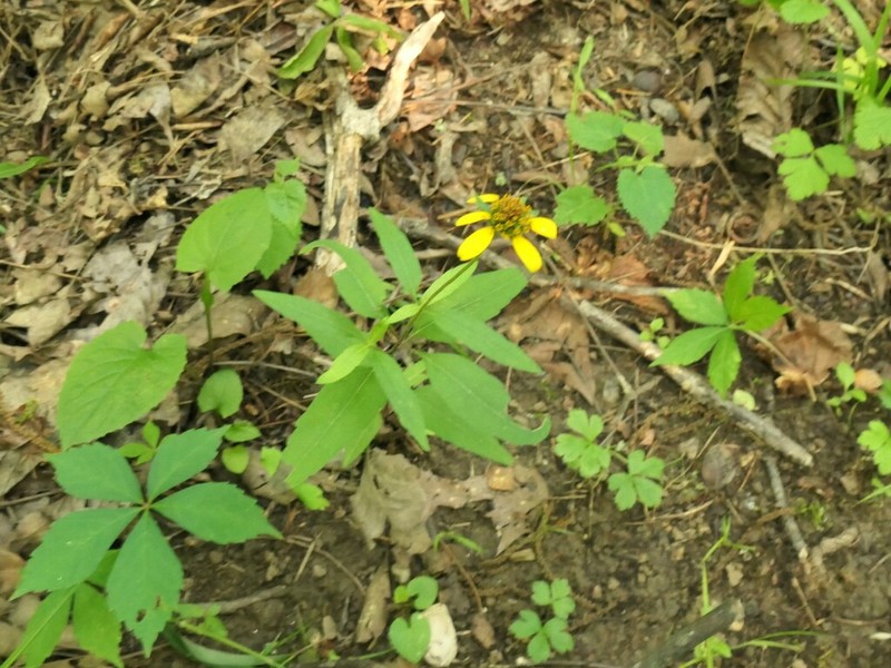 Heliopsis gracilis photo 4