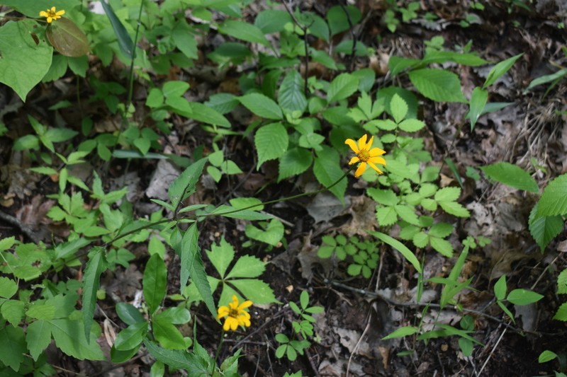 Heliopsis gracilis photo 5