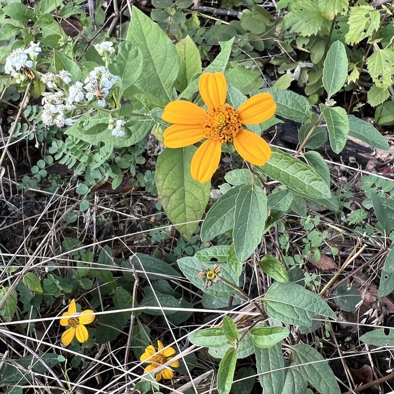 Heliopsis gracilis photo 6
