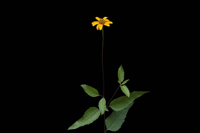 Heliopsis gracilis photo 7