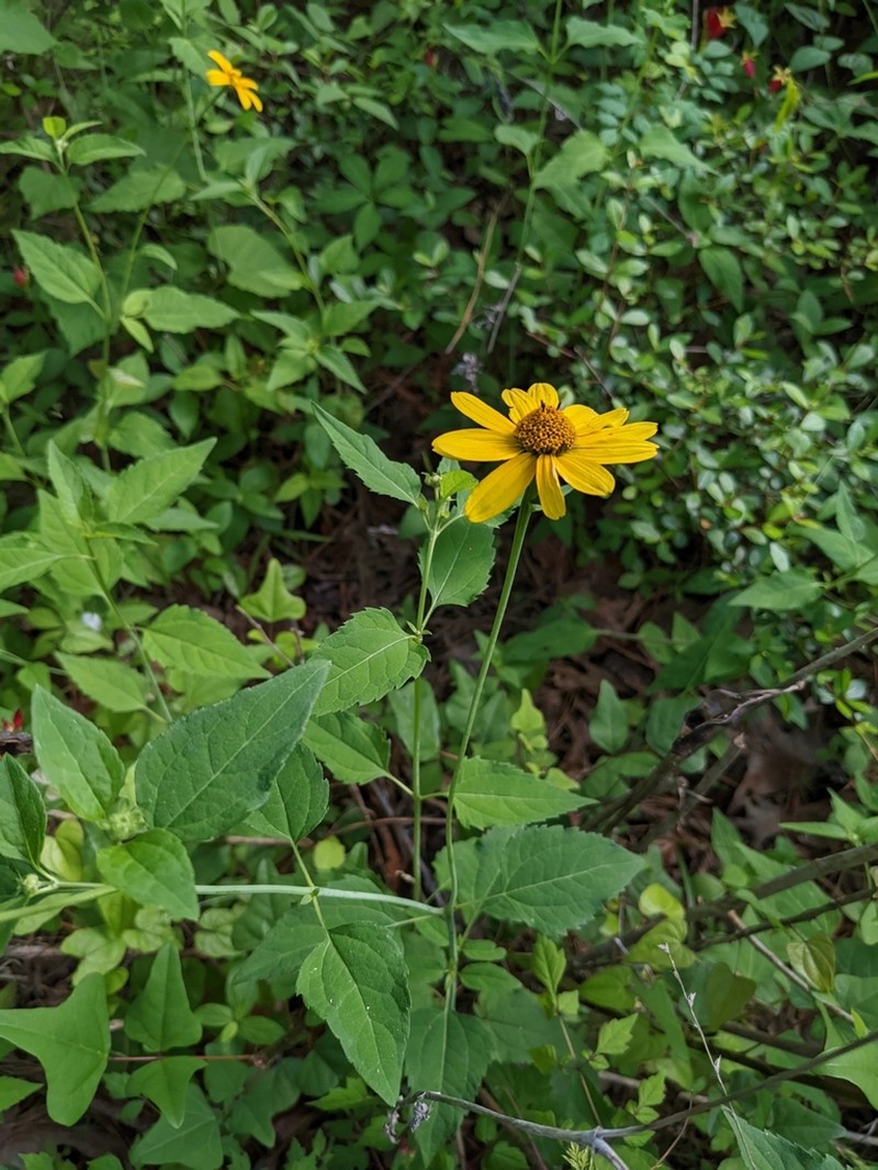 Heliopsis gracilis photo 8