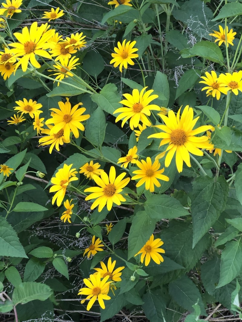 Smooth Oxeye photo 2