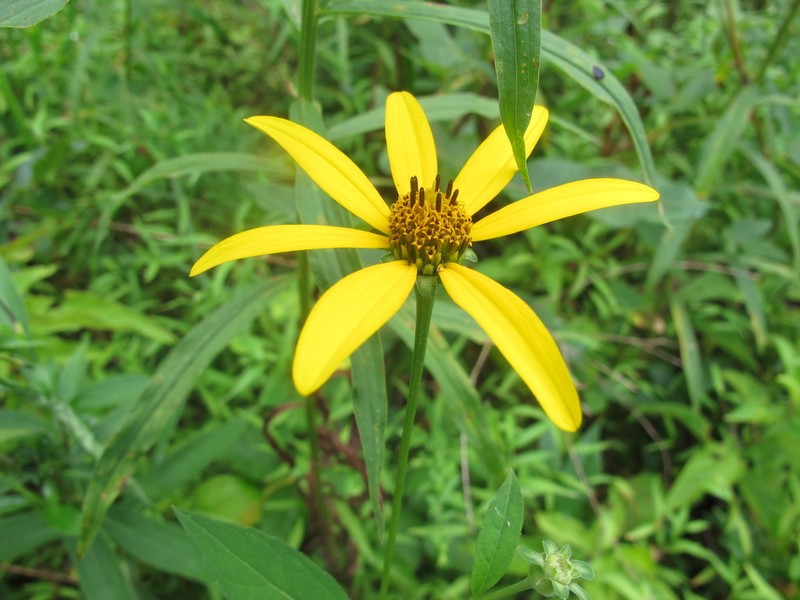 Smooth Oxeye photo 3