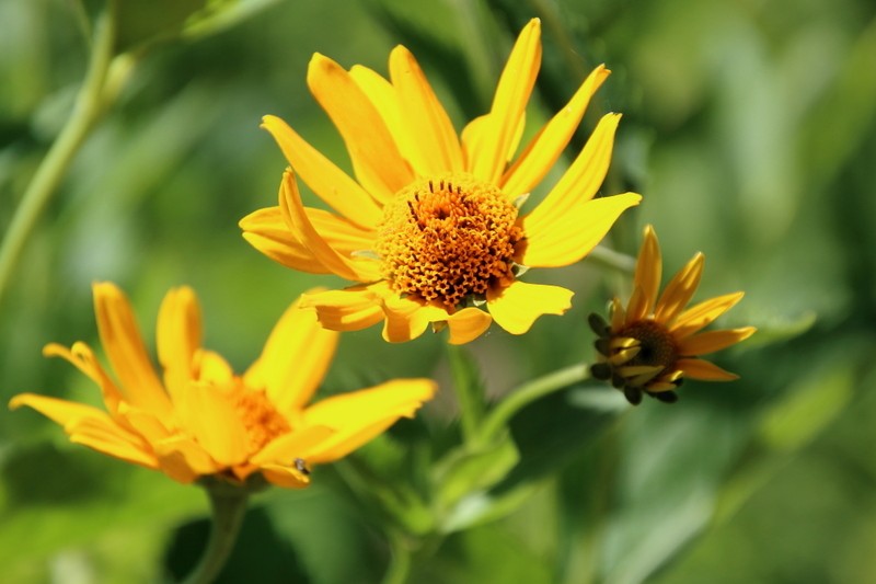 Smooth Oxeye photo 4
