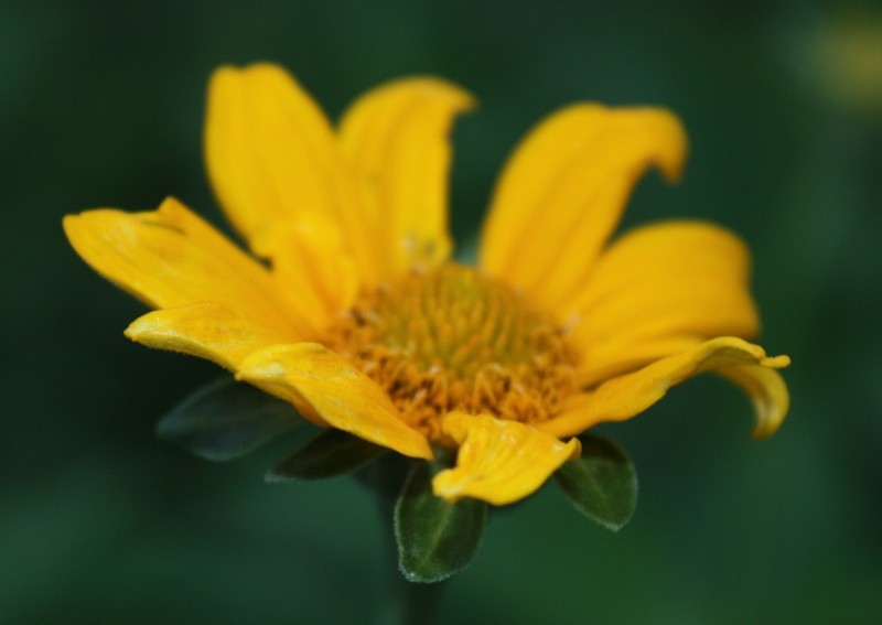 Smooth Oxeye photo 5