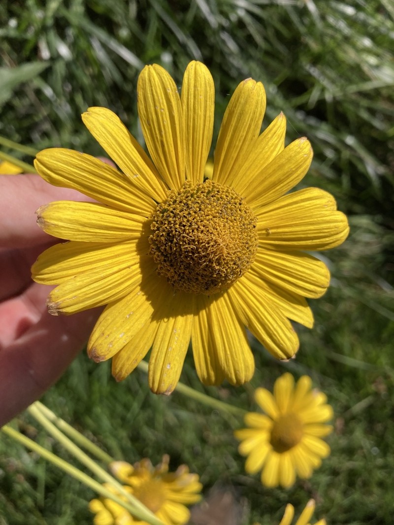 Smooth Oxeye photo 6