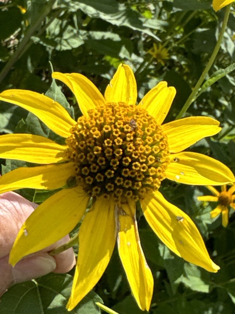 Smooth Oxeye photo 7