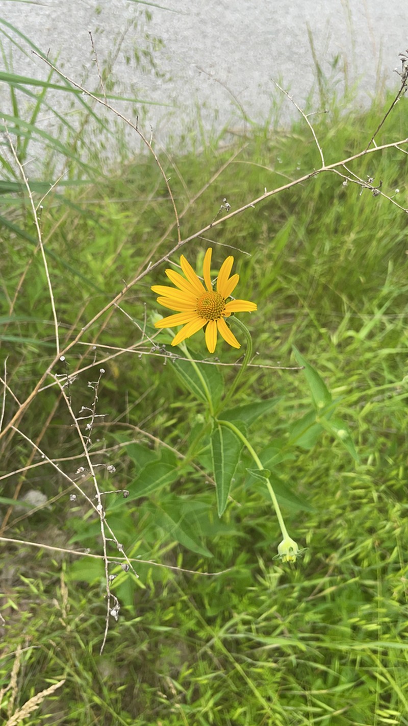 Smooth Oxeye photo 8