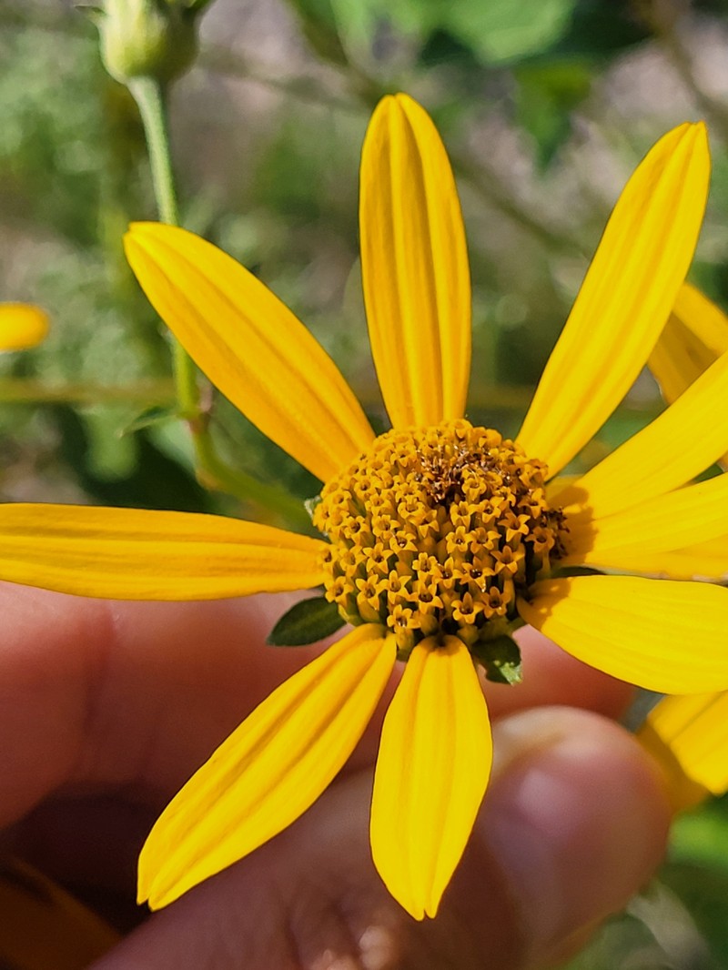 Heliopsis helianthoides var. helianthoides