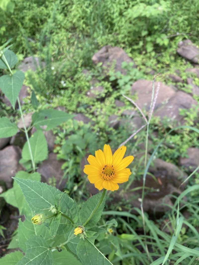 Heliopsis helianthoides var. helianthoides photo 2