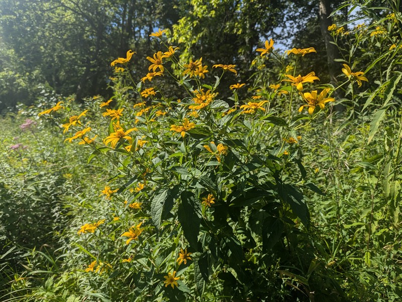 Heliopsis helianthoides var. helianthoides photo 3