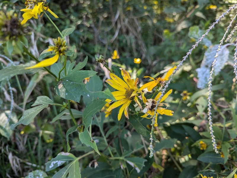 Heliopsis helianthoides var. helianthoides photo 4