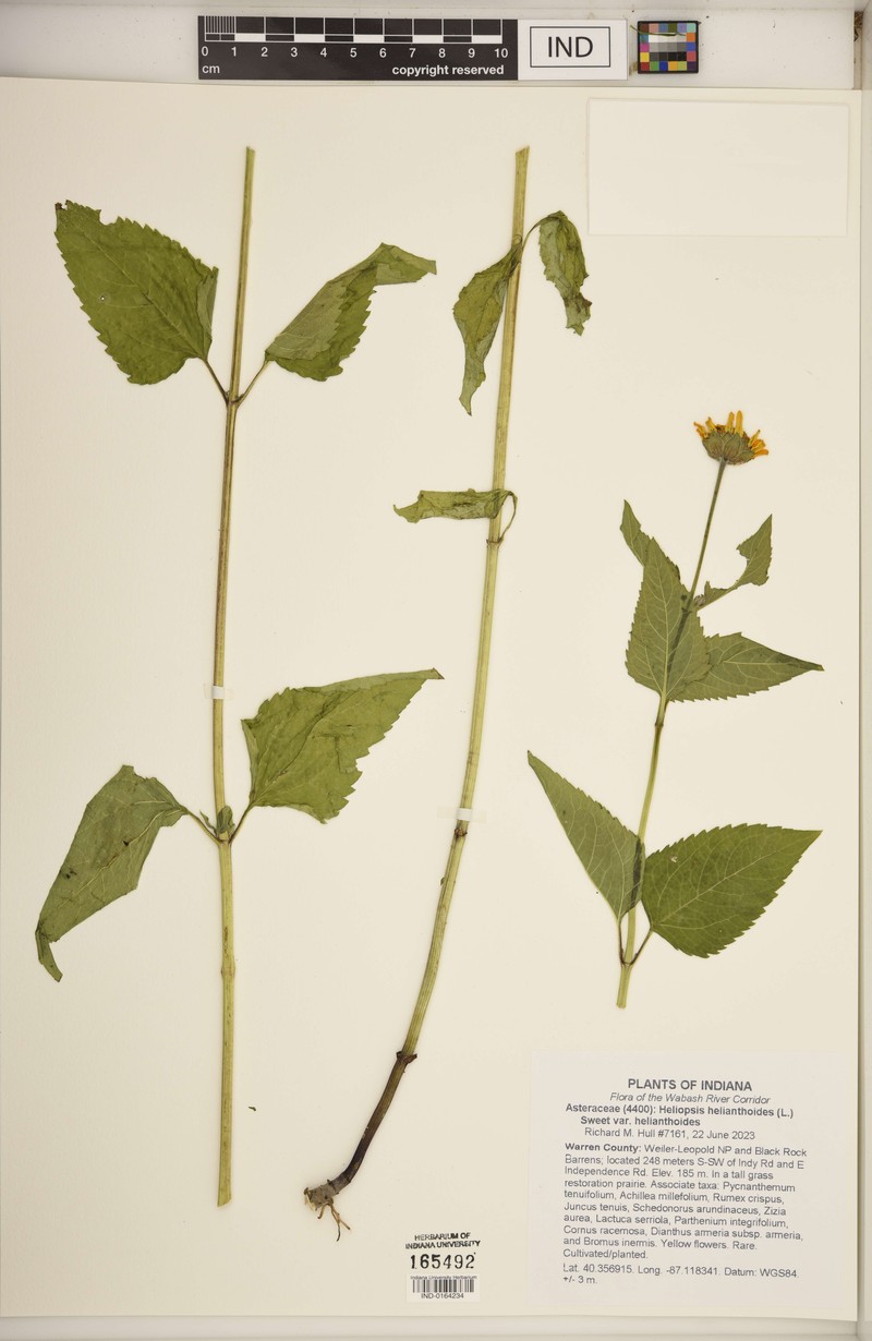 Heliopsis helianthoides var. helianthoides photo 5