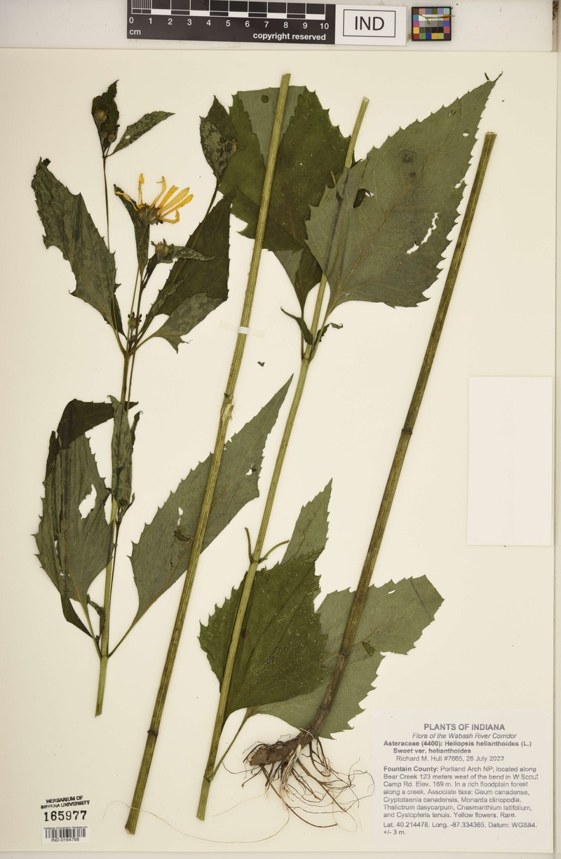Heliopsis helianthoides var. helianthoides photo 6