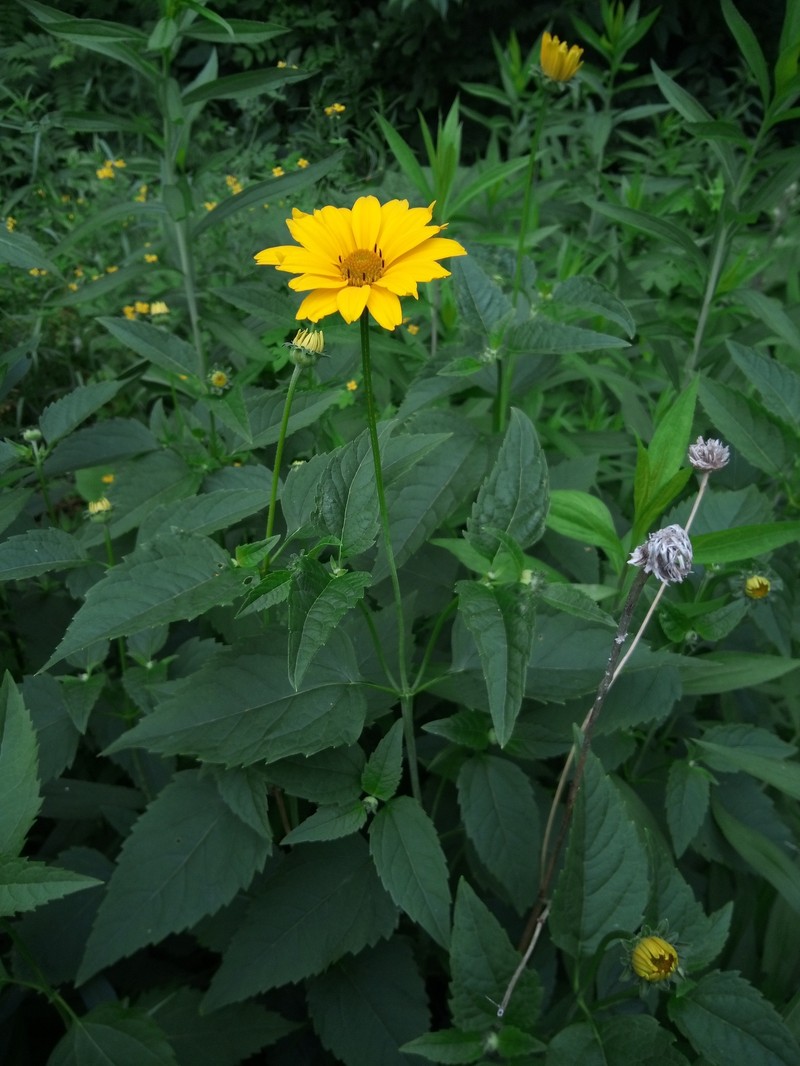 Heliopsis helianthoides var. scabra