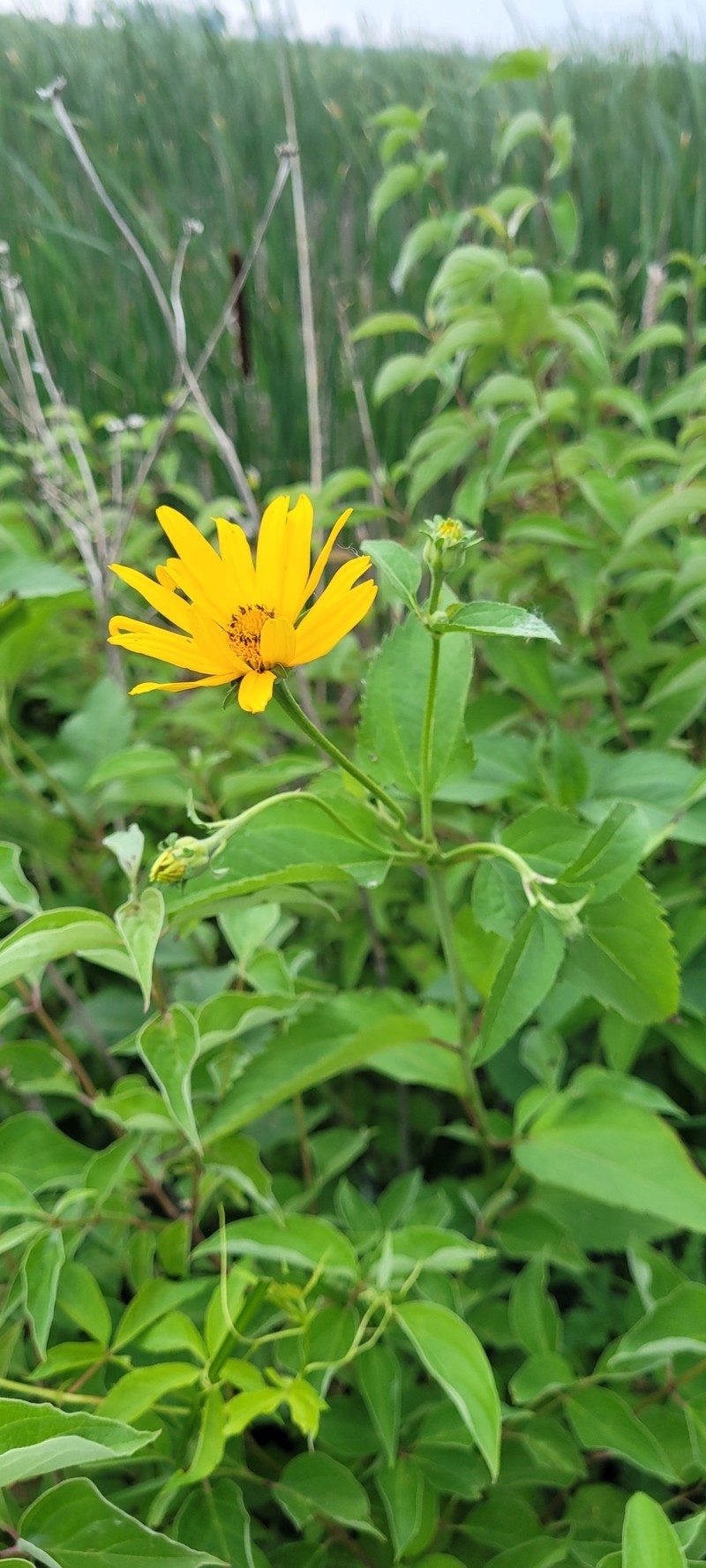 Heliopsis helianthoides var. scabra photo 2