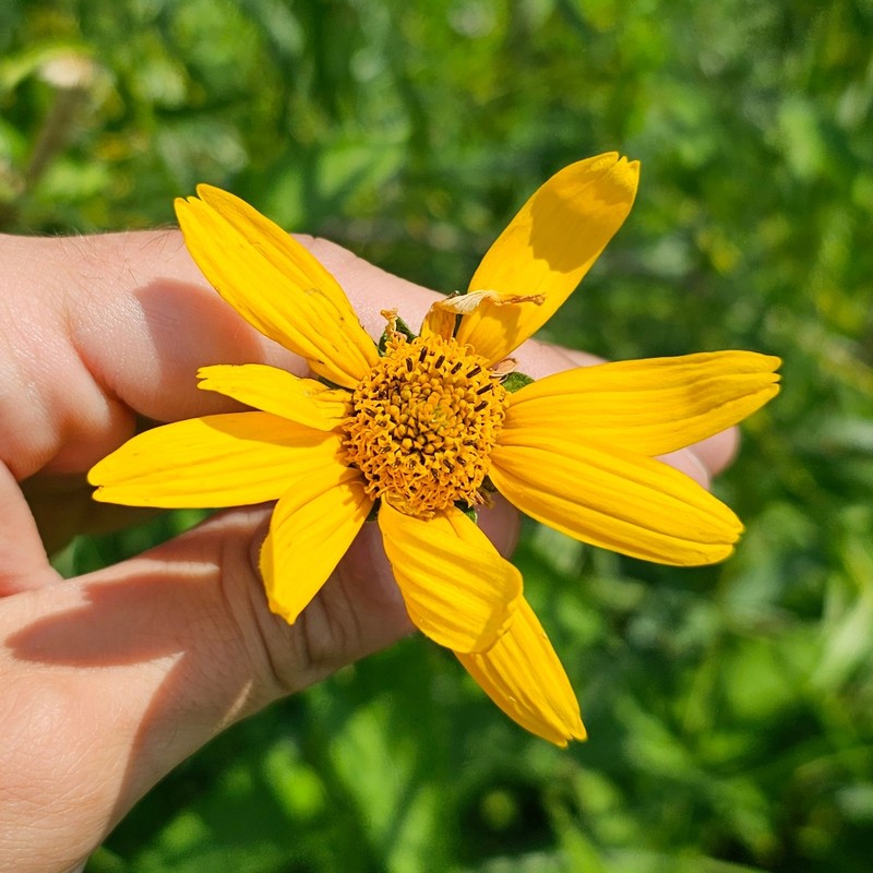 Heliopsis helianthoides var. scabra photo 3