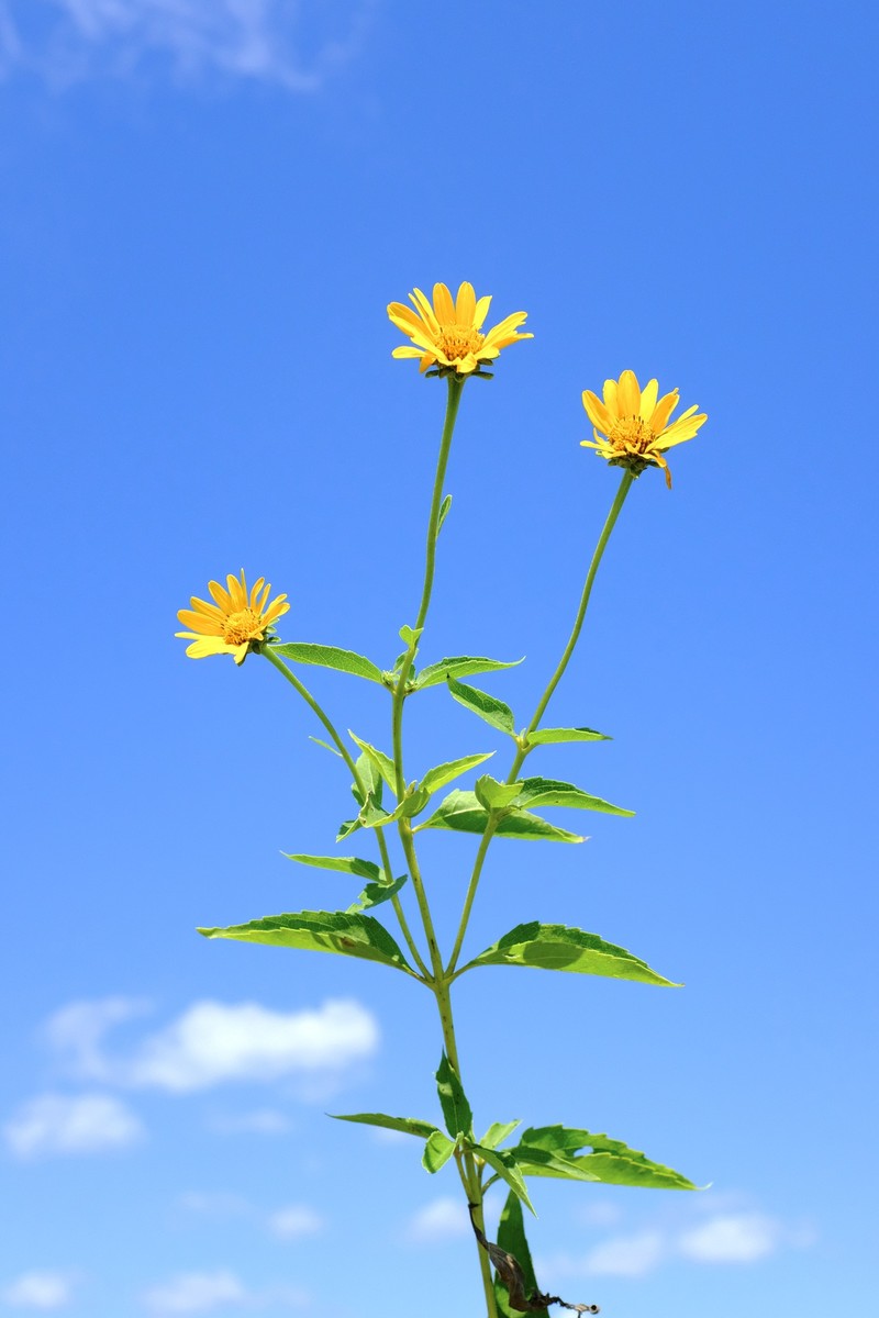 Heliopsis helianthoides var. scabra photo 4