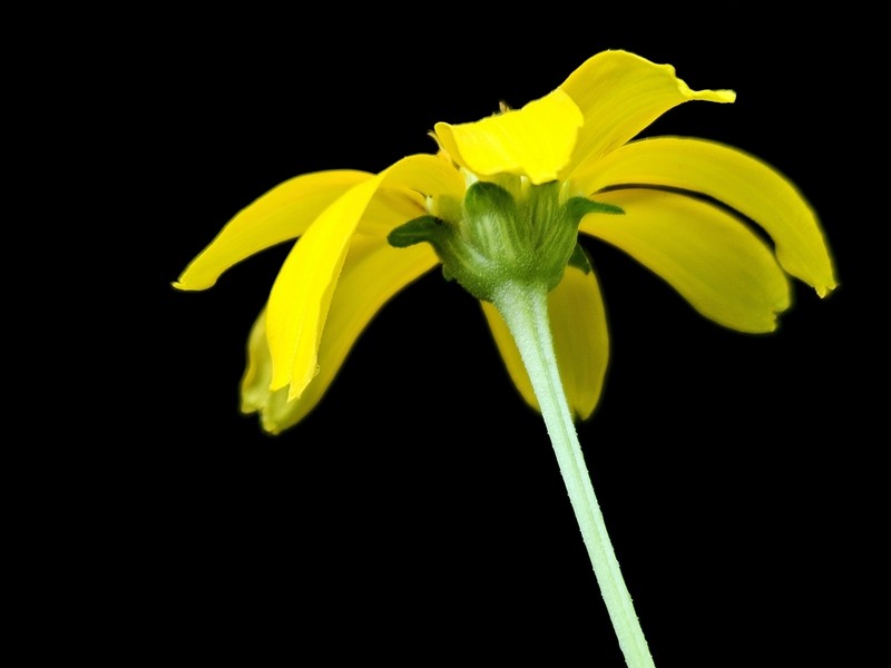 Heliopsis helianthoides var. scabra photo 5