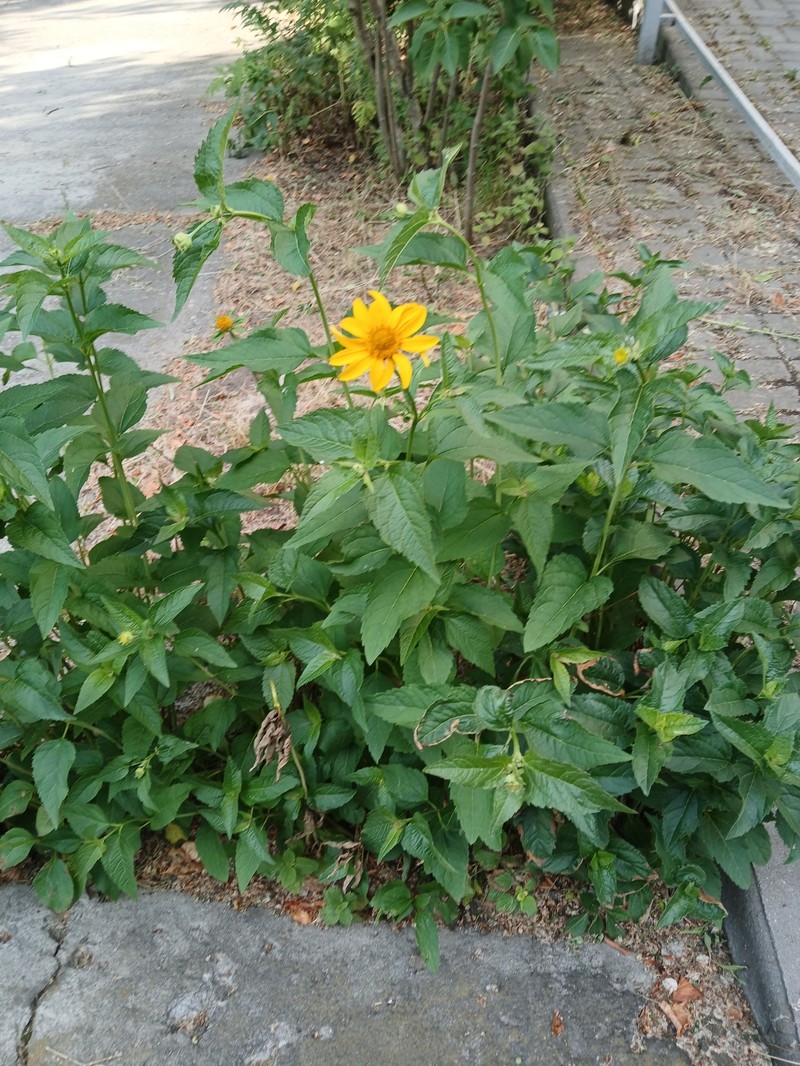 Heliopsis helianthoides var. scabra photo 6