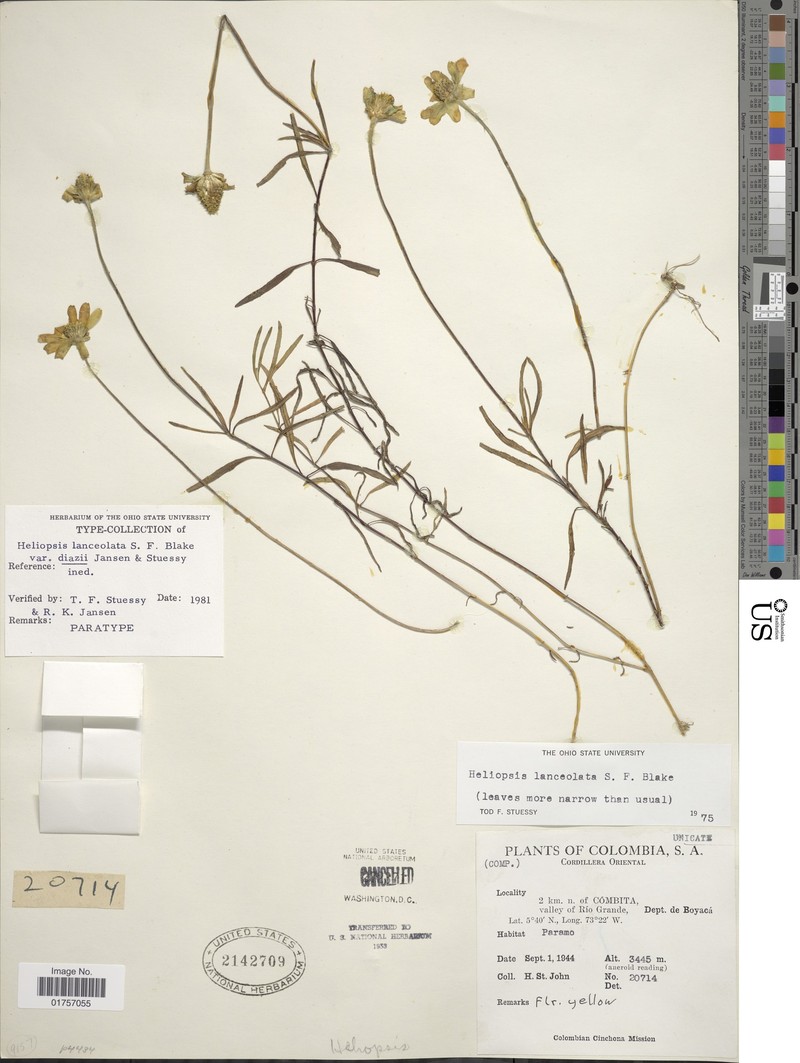 Heliopsis lanceolata