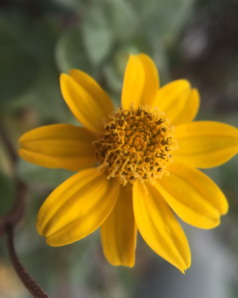 Heliopsis longipes