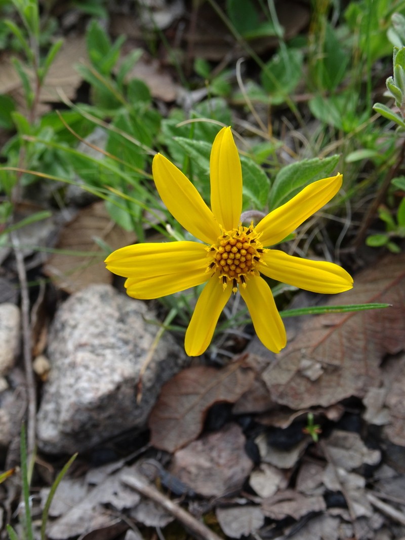 Heliopsis longipes photo 2