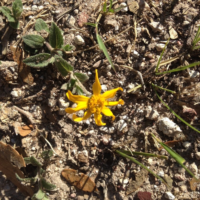 Heliopsis longipes photo 3