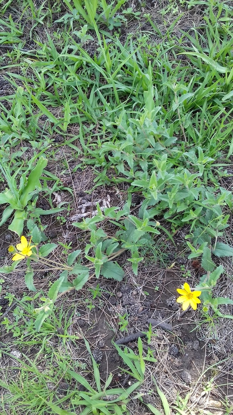 Heliopsis longipes photo 4