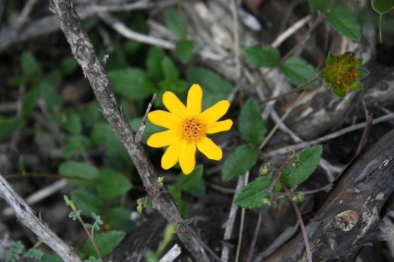 Heliopsis longipes photo 5