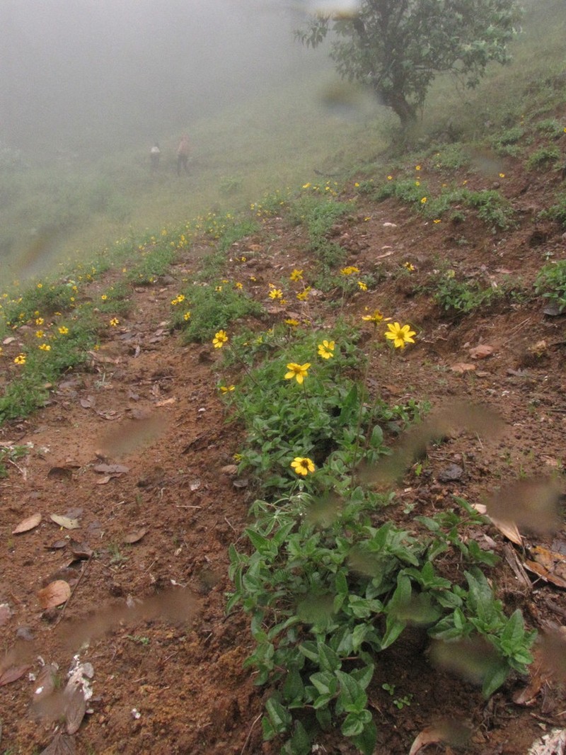 Heliopsis longipes photo 6