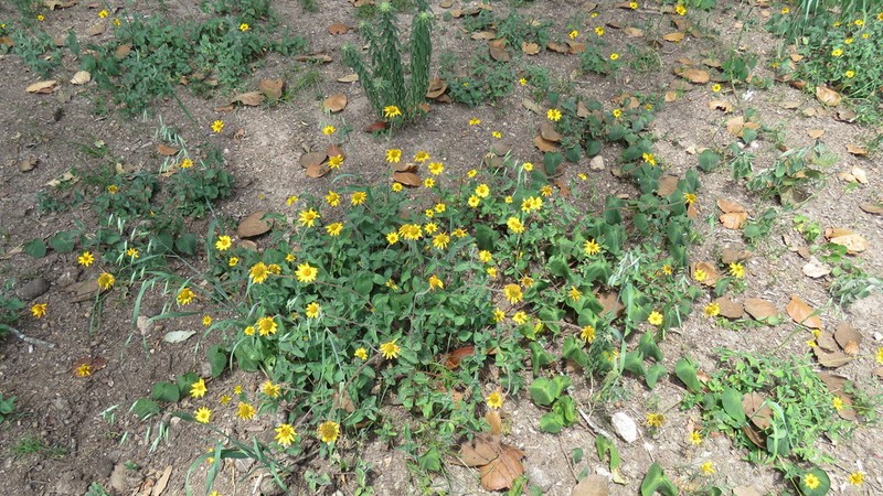 Heliopsis longipes photo 7